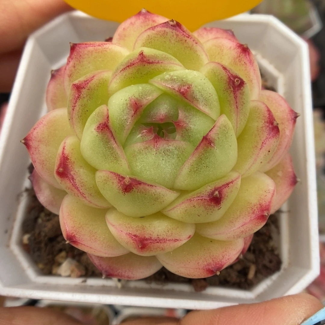 菠萝蜜麦秆可拍2961号。