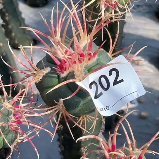 文202号袖蒲苗接槁木菲冠龙