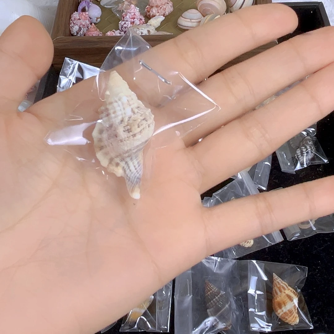 大理石磁石肖**་天然贝壳海螺特价不退不换