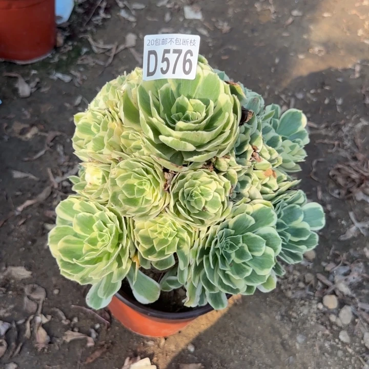 迈巴赫……多肉植物……