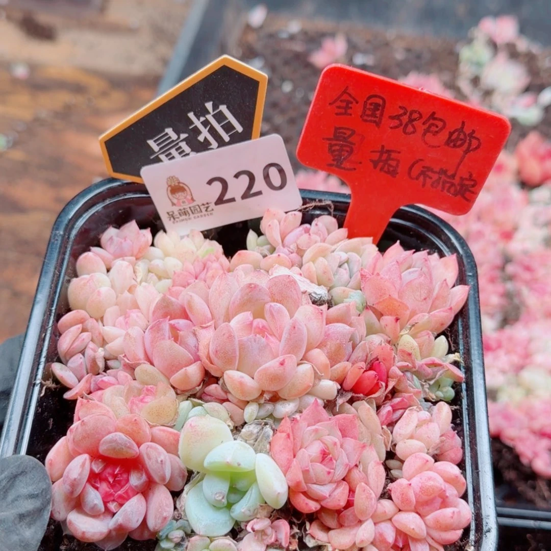 多肉植物多肉植物