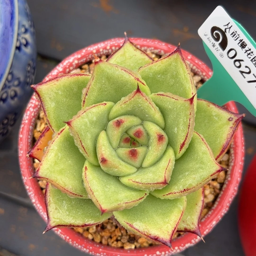 从前慢多肉精选编号0627.30