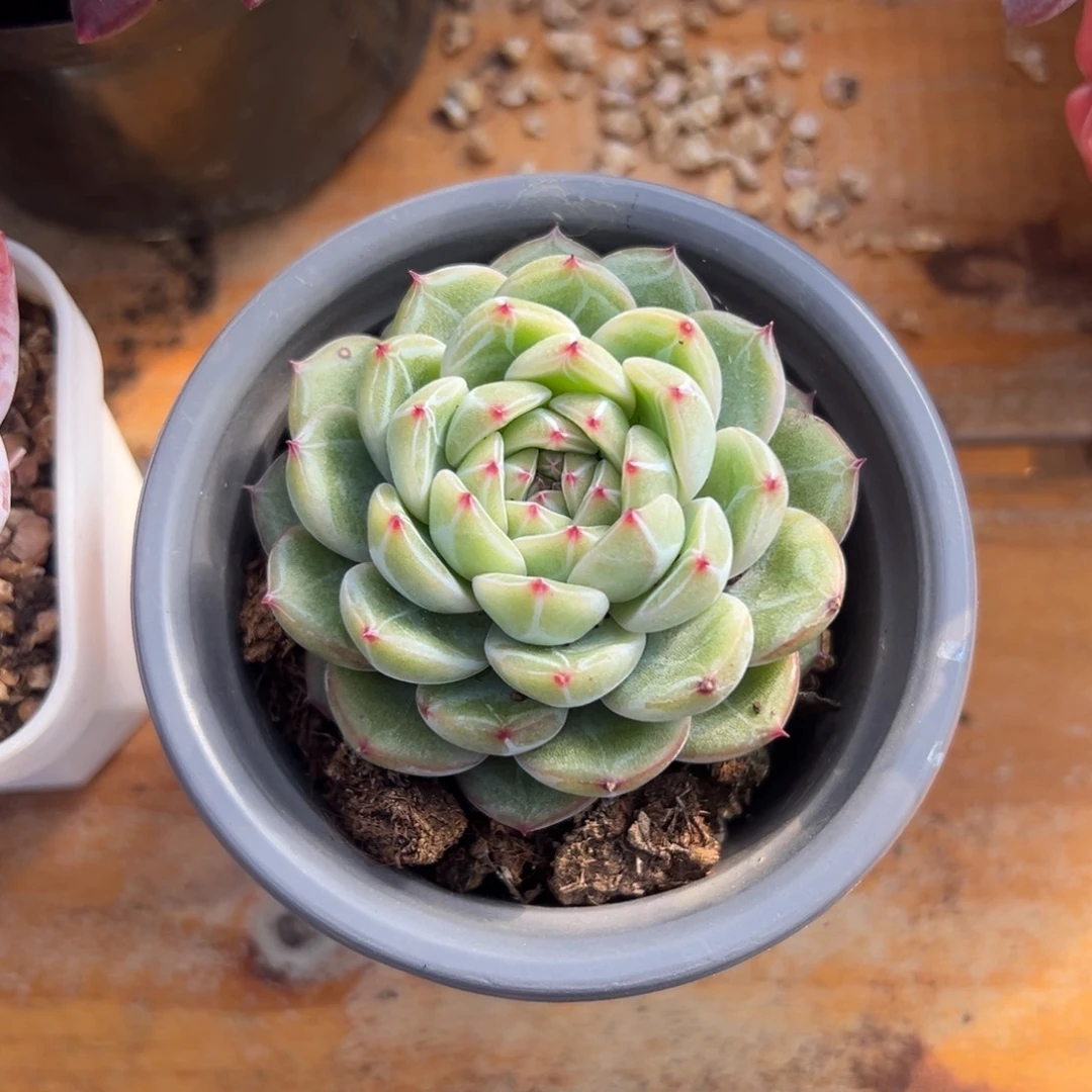 多肉雪花珍妮【非偏远满18包邮】