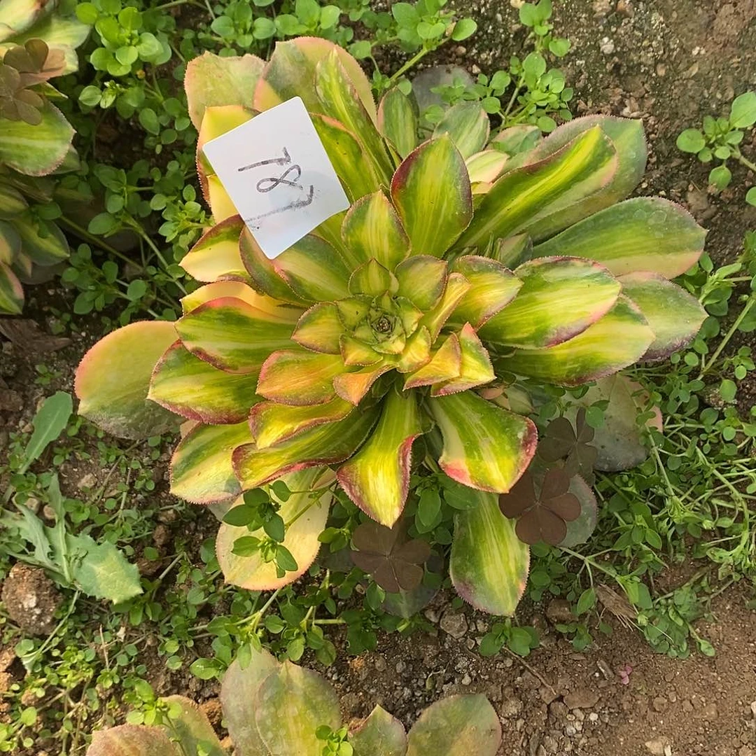 787韶羞七彩多肉法师锦