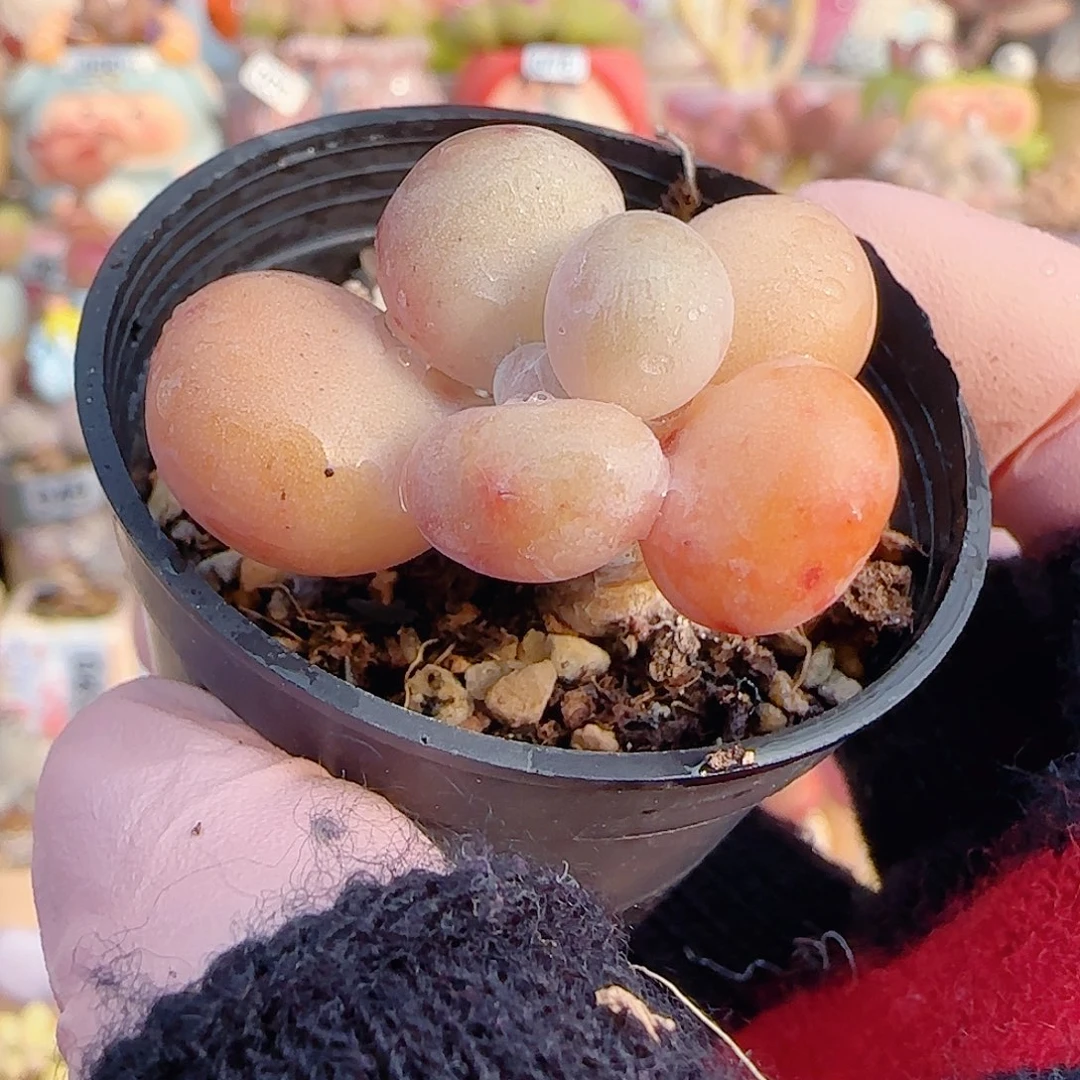 圆滚滚蛋黄奶 盆口3.5cm