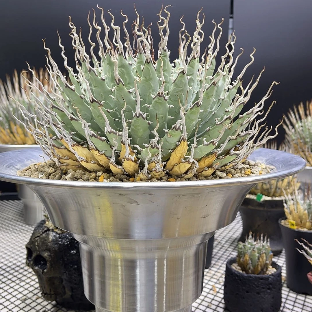 顶级妖炎好养好价