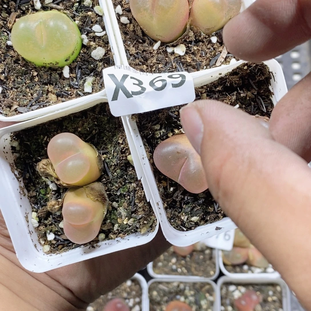 容***儿369号多肉植物多肉植物