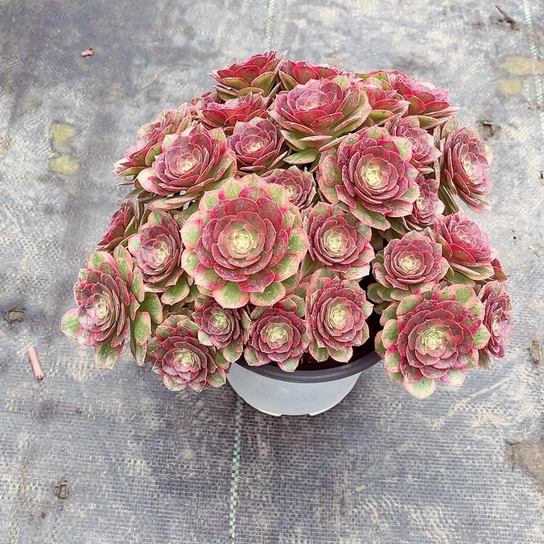 法师多肉漂亮漂亮