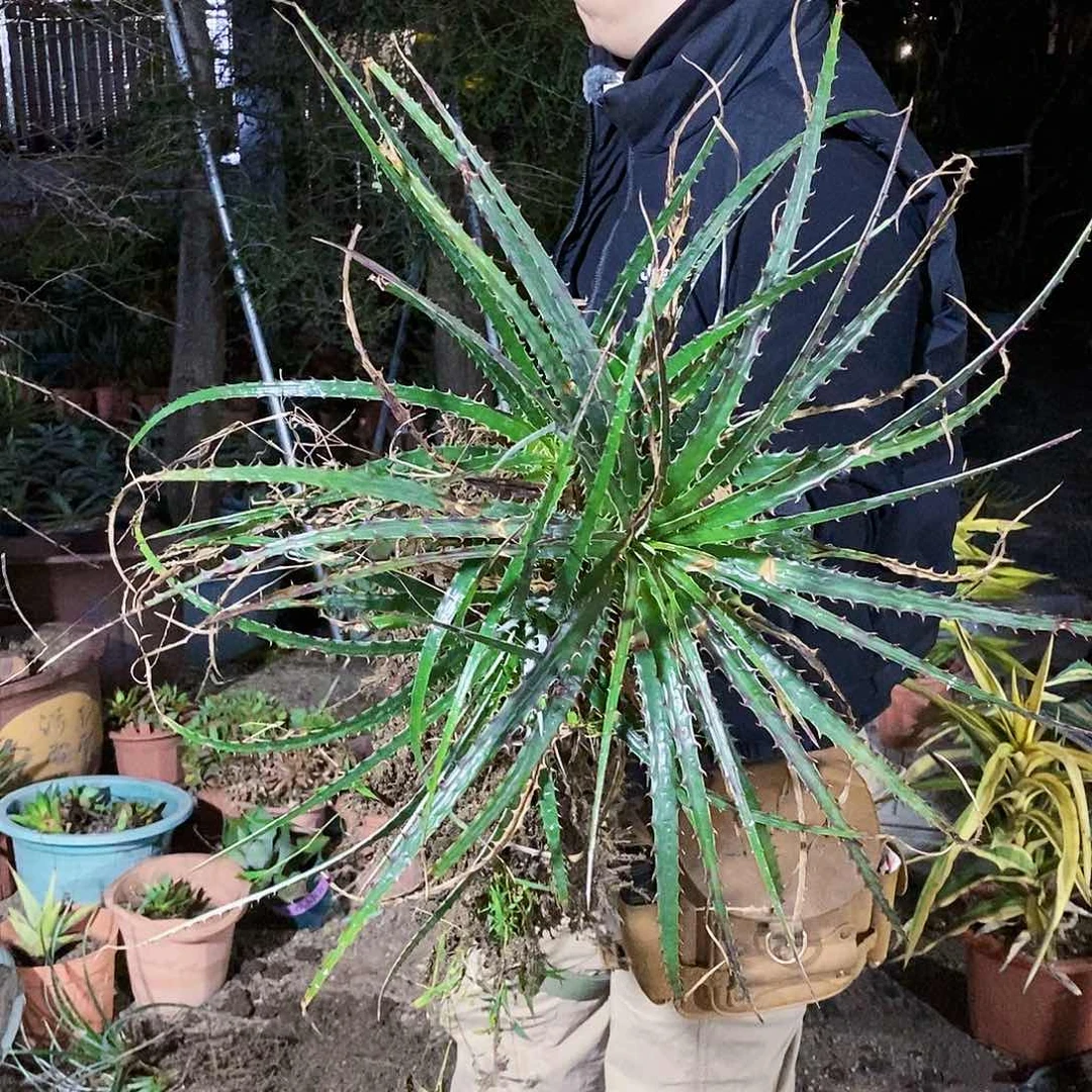 沙漠凤梨冠幅60厘米左右带3侧芽