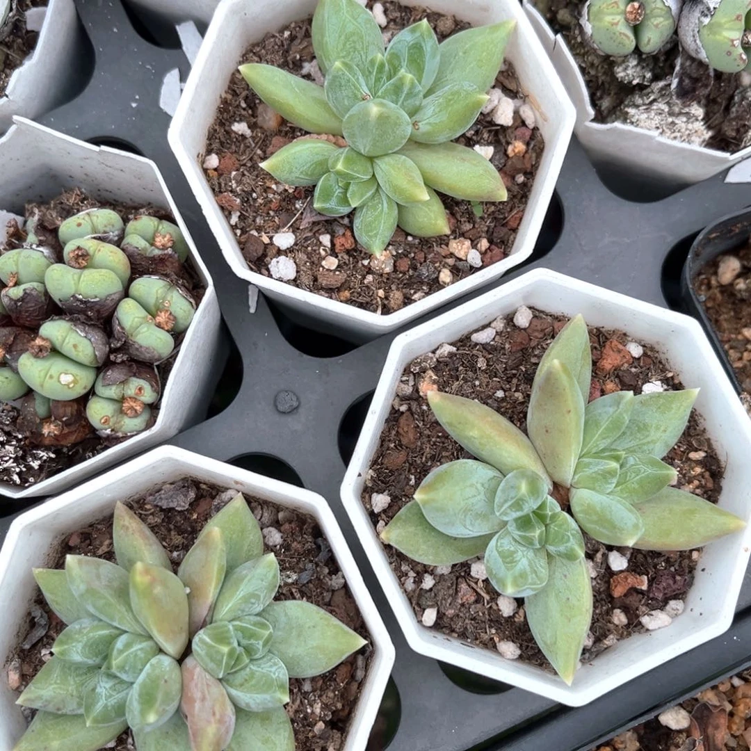 重楼双头一颗量拍多肉满18元包邮满26送一颗下午发货