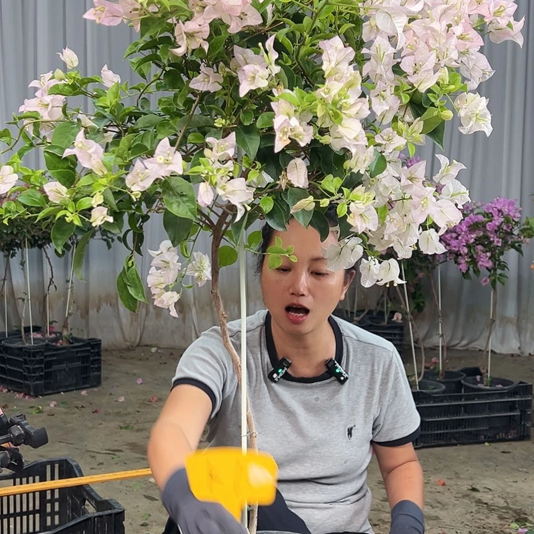 老***爷当前无花栽培后可以开花K1丽娜