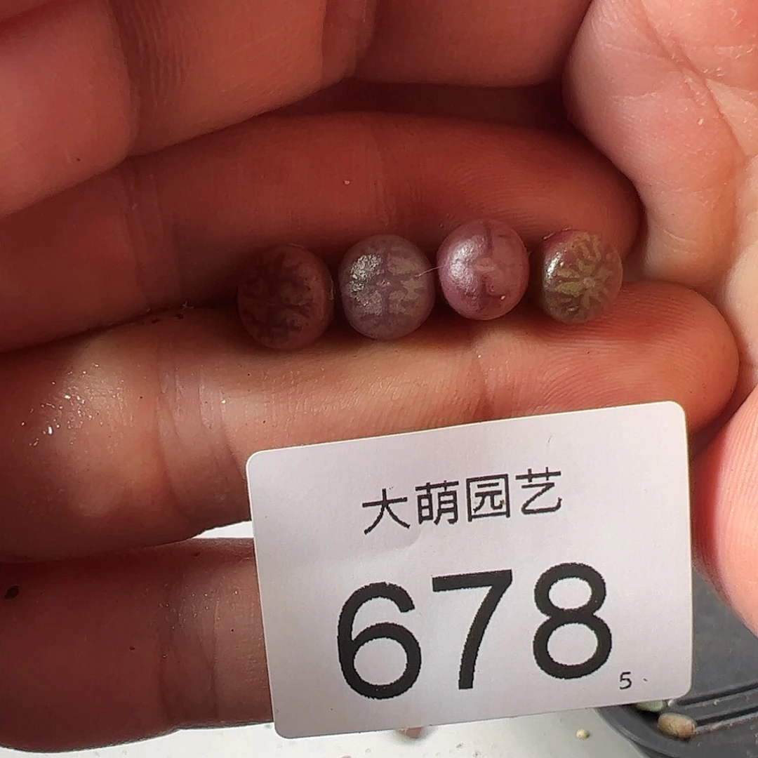 0000678 一物一拍……