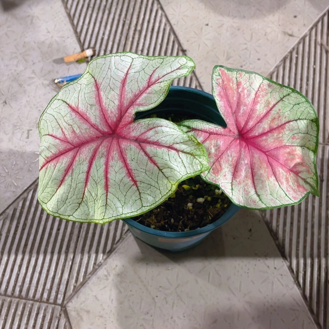 完全开放4205泰彩