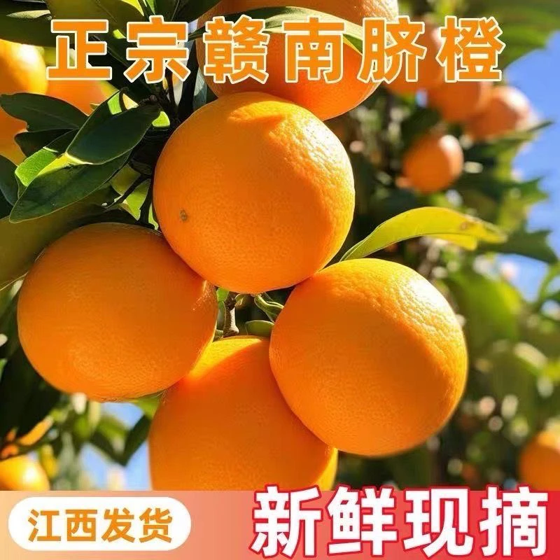 新鲜无籽赣南脐橙正宗江西赣南大果脐橙产地直发10斤20斤