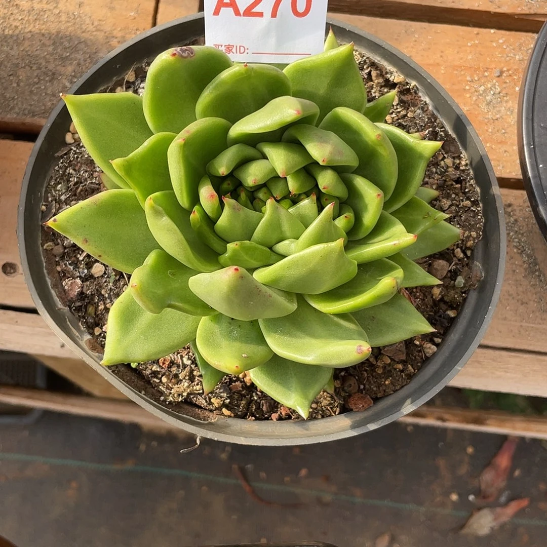 若如东云单拍A270