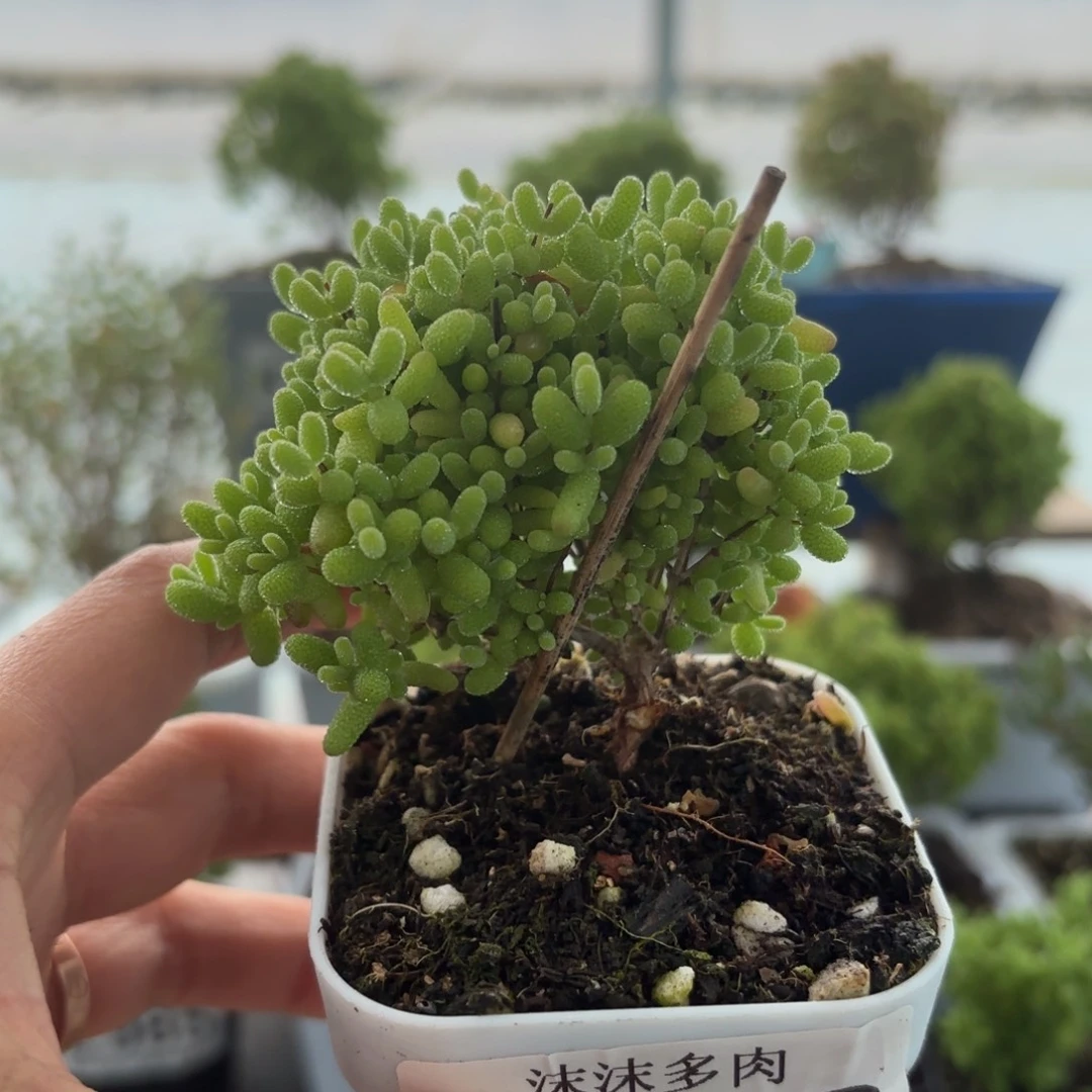 088蜜橘糖啊枝干福利