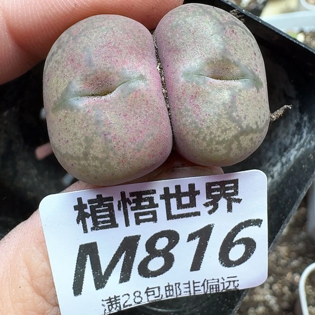 多肉植物的润泽wd