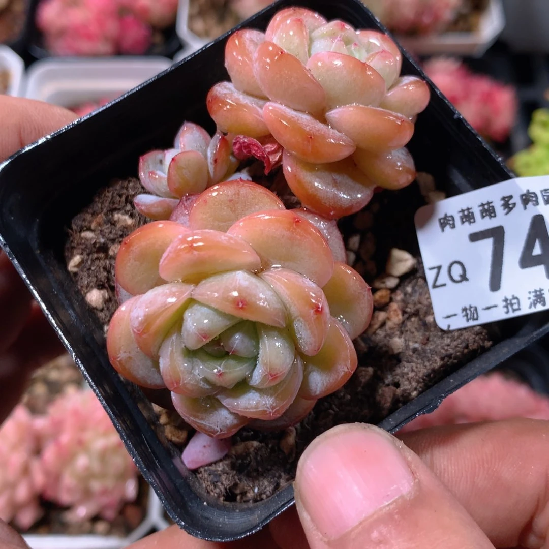 5CM拇指盆精控多肉ZQ745