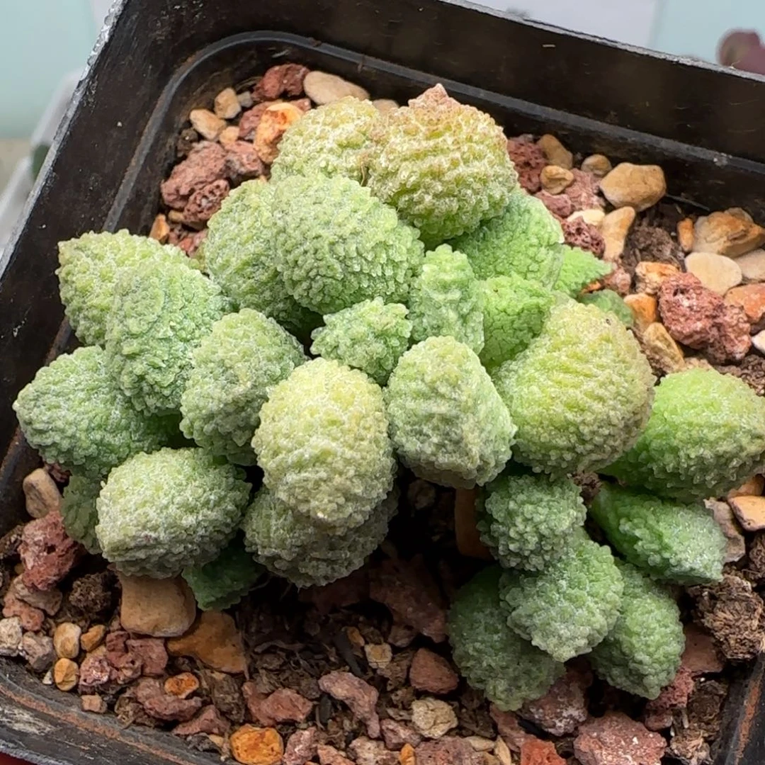 丸翠水泡多肉植物