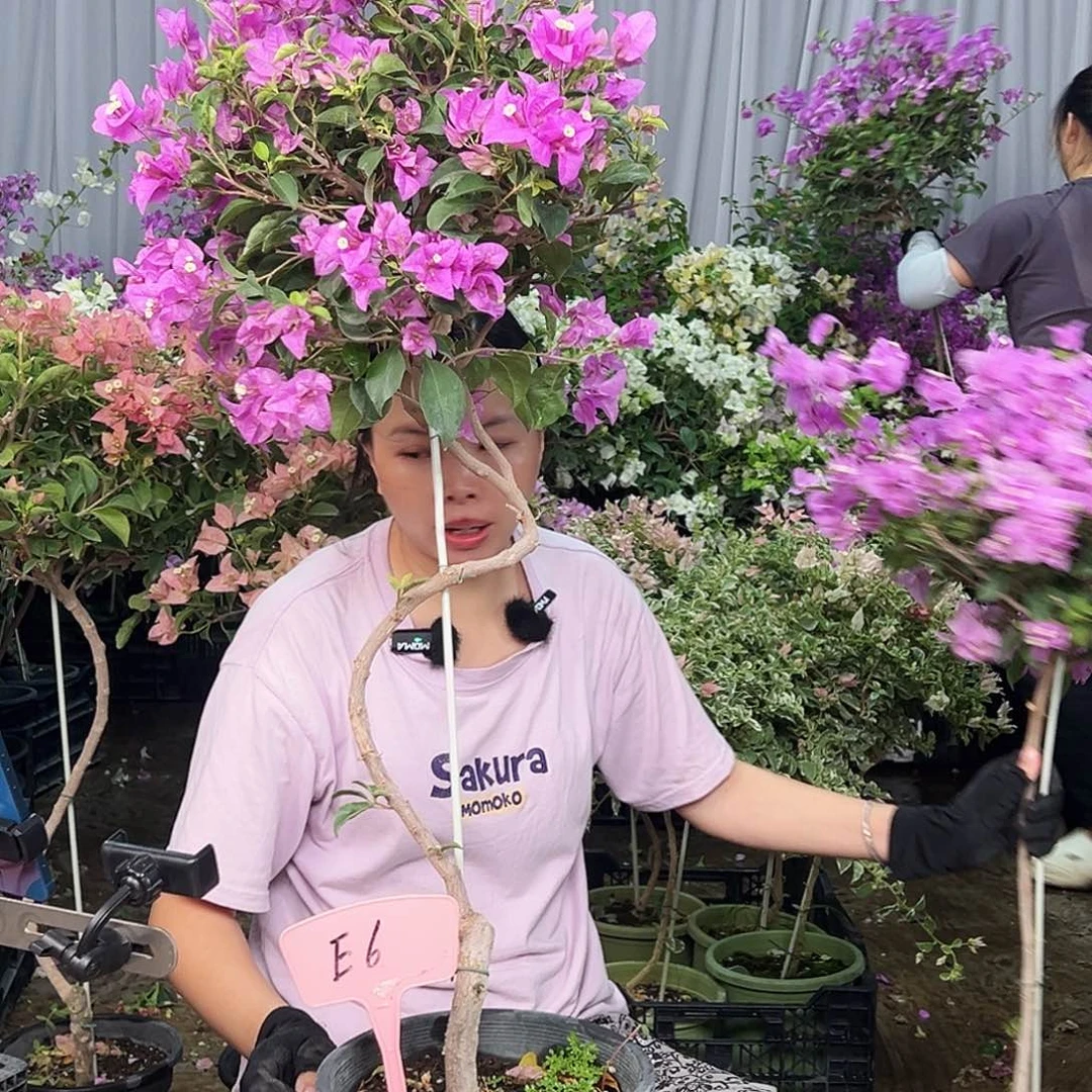 三***梦大部分花苞少量开放E6雪紫