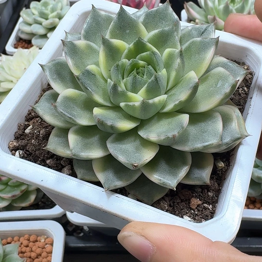 法比奥拉锦多肉植物