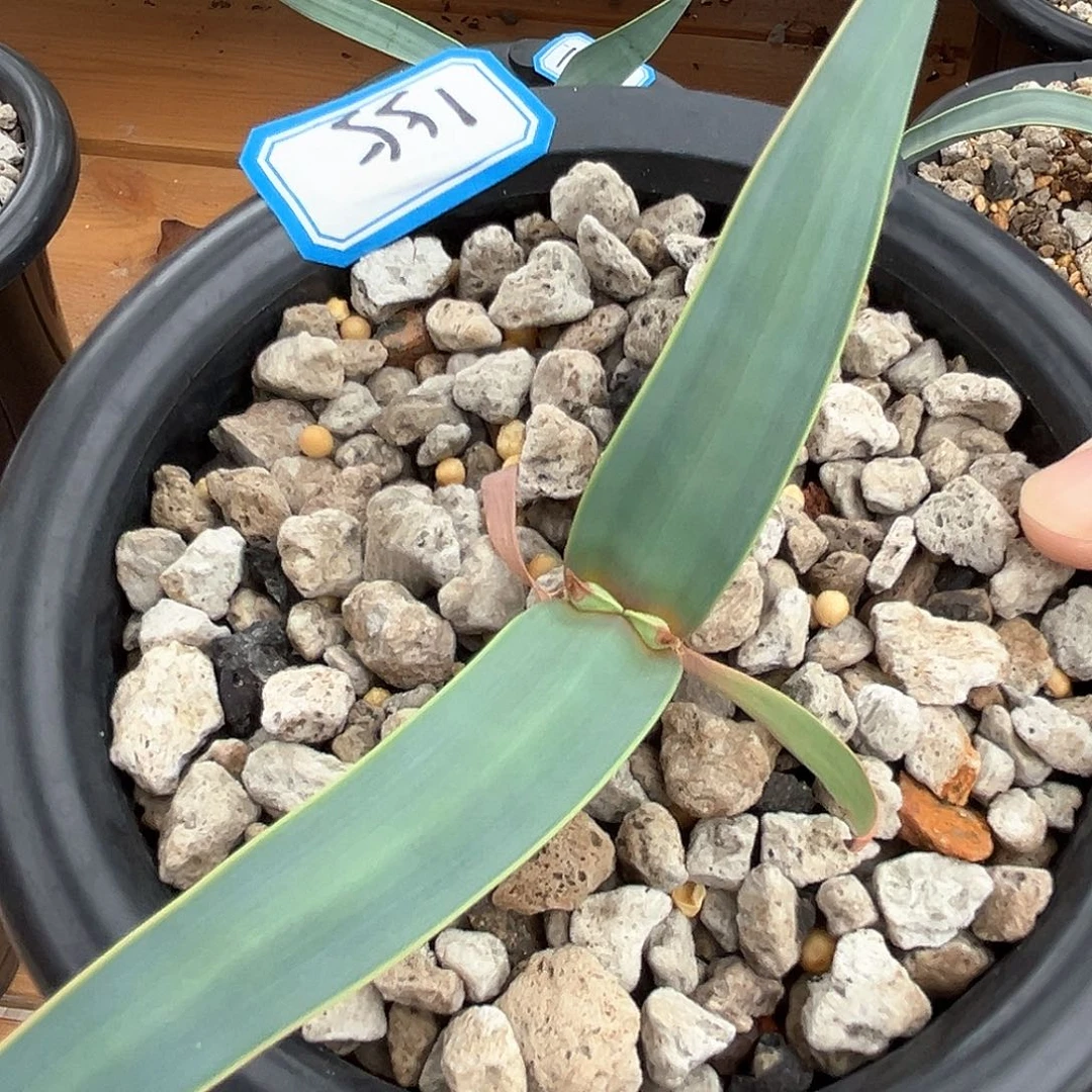 潮流植物百岁兰，155，85折