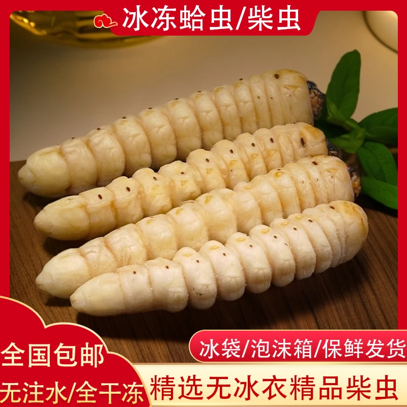 新鲜冰冻哈虫柴虫斗米虫木云南特产食用昆虫美味深山食材500g