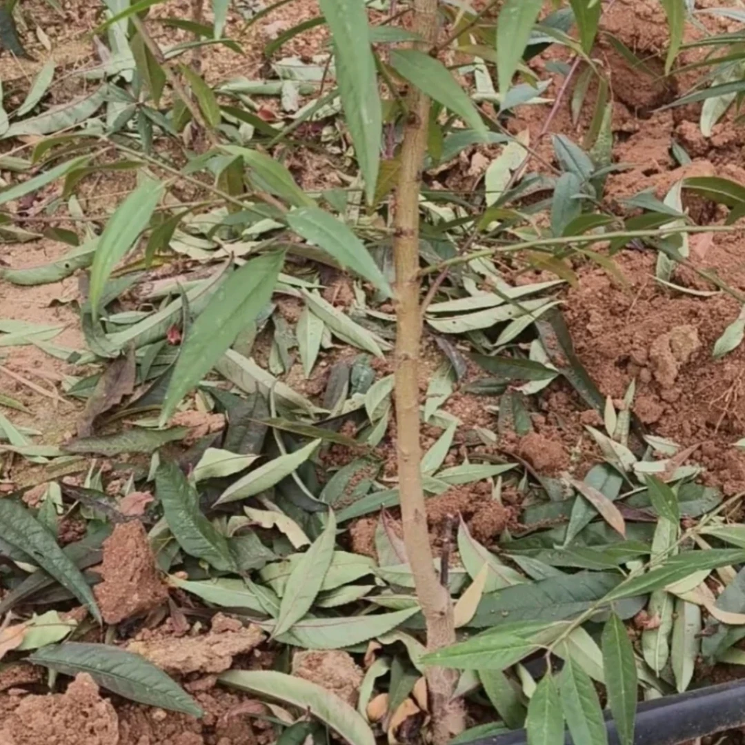 中油37（2级！！）小苗种子