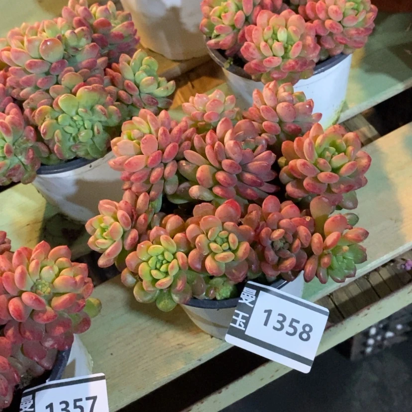 【闪购商品】可爱多1358