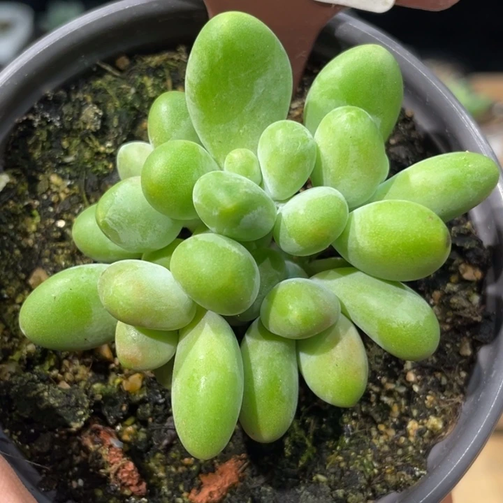 芒果奶五头270号的啊啊多肉啊