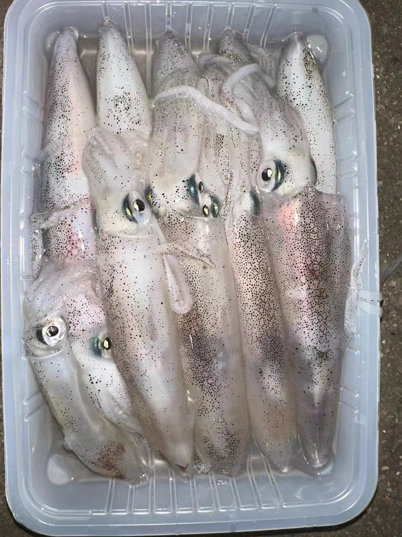 汕尾碣石本港照灯鱿鱼活冻野生