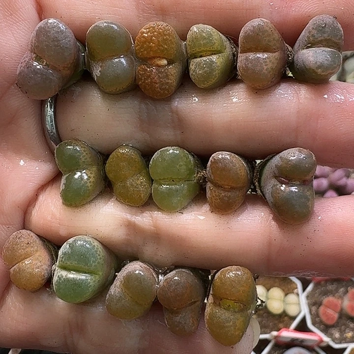 生石花1111112。  256