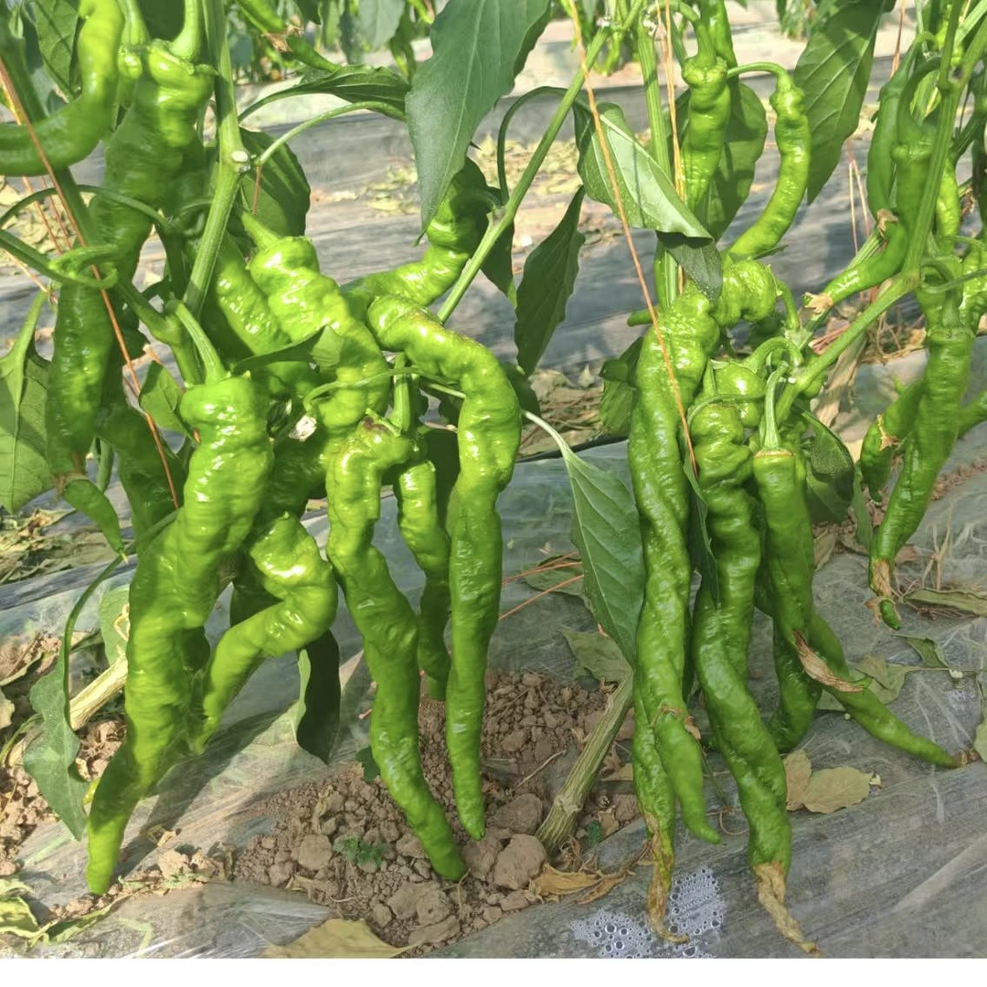 陕西新鲜现摘辣椒螺丝椒香辣脆爽产地直发