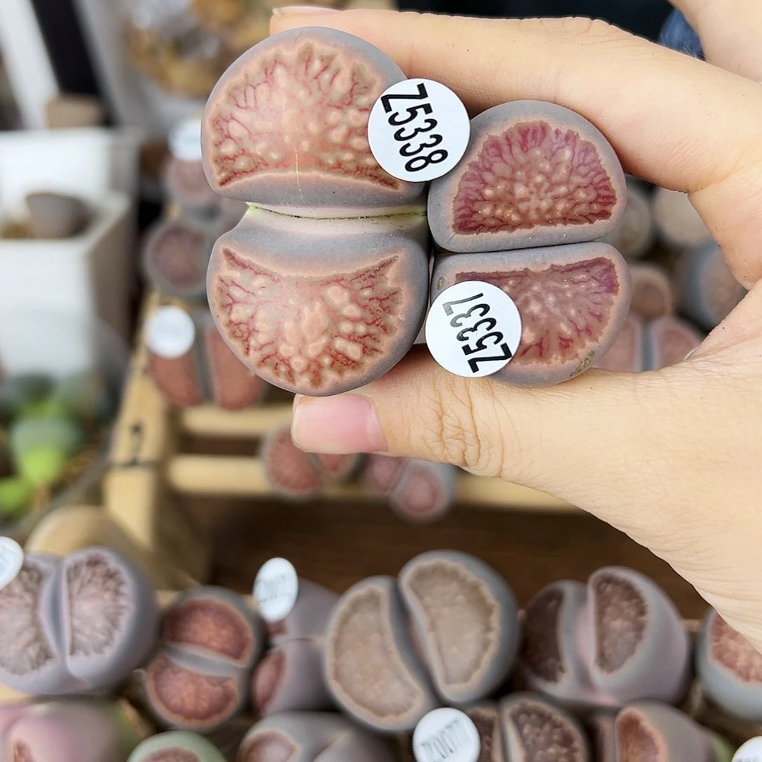 小*儿编号Z5338红窗菊！！！！！