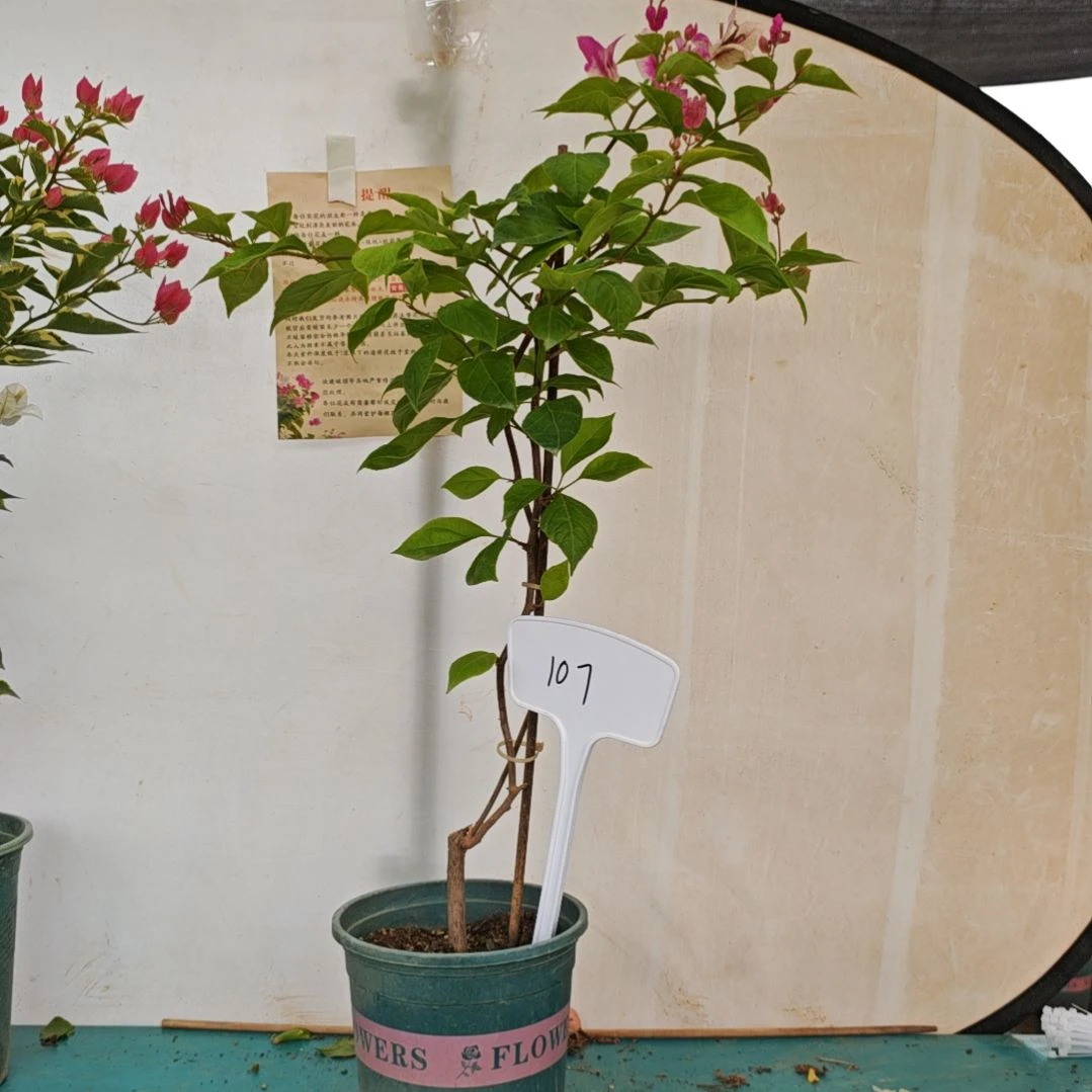 完全开放三角梅品种苗漳红樱