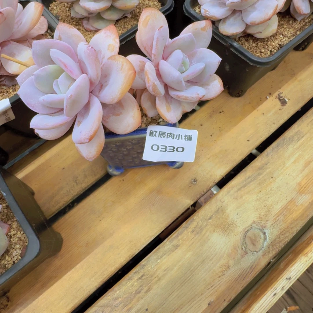 c***3多肉植物奶茶双头0330