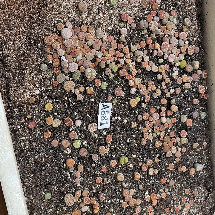 881生石花整筐脱土发货