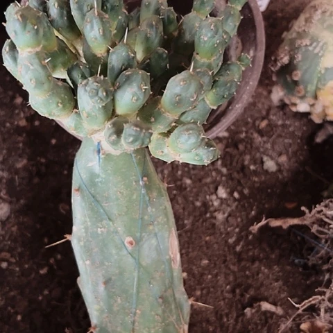 1240处理仙人球嫁接的