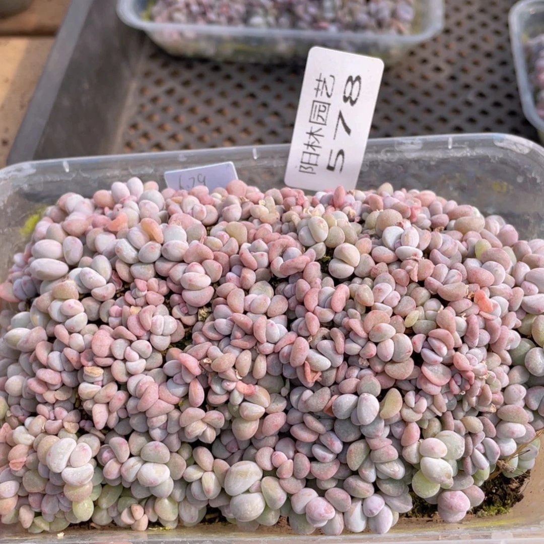 记****哦多肉植物多肉植物578