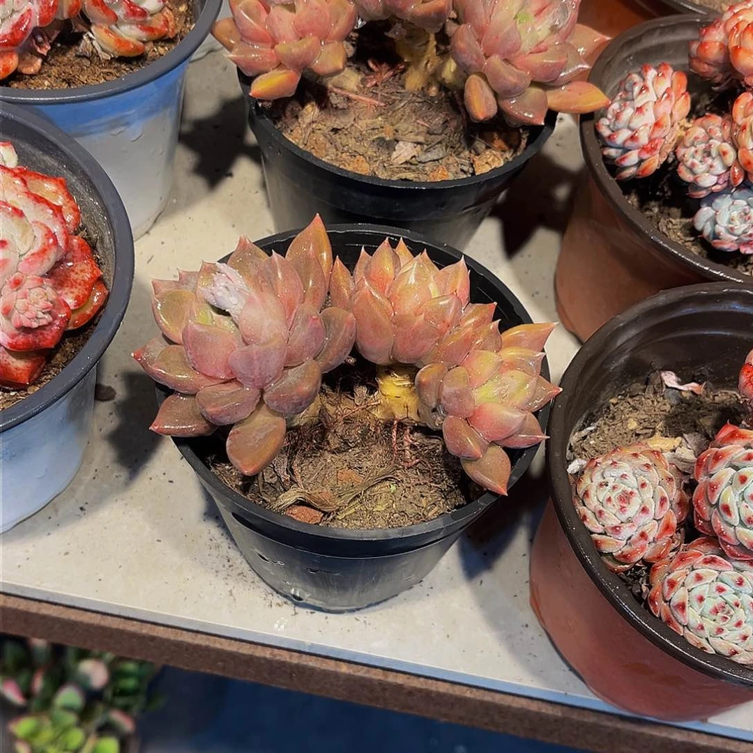 象牙红多肉9.9包邮