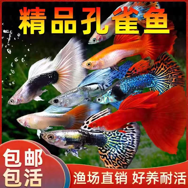 全红+红扇+大耳孔雀鱼组合套餐