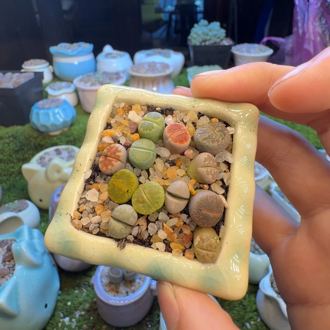 天***双多肉葡萄的季节性932