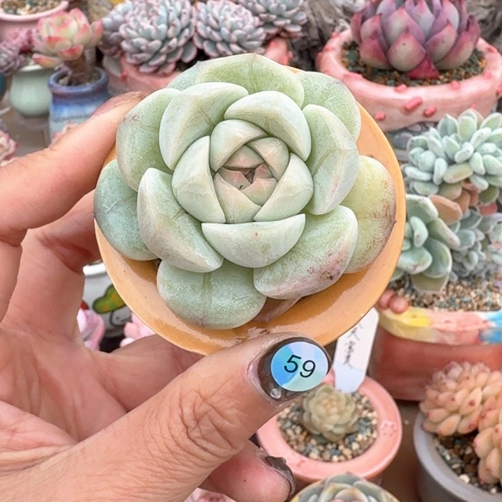 59 多肉含盆土 30元包邮 除偏远