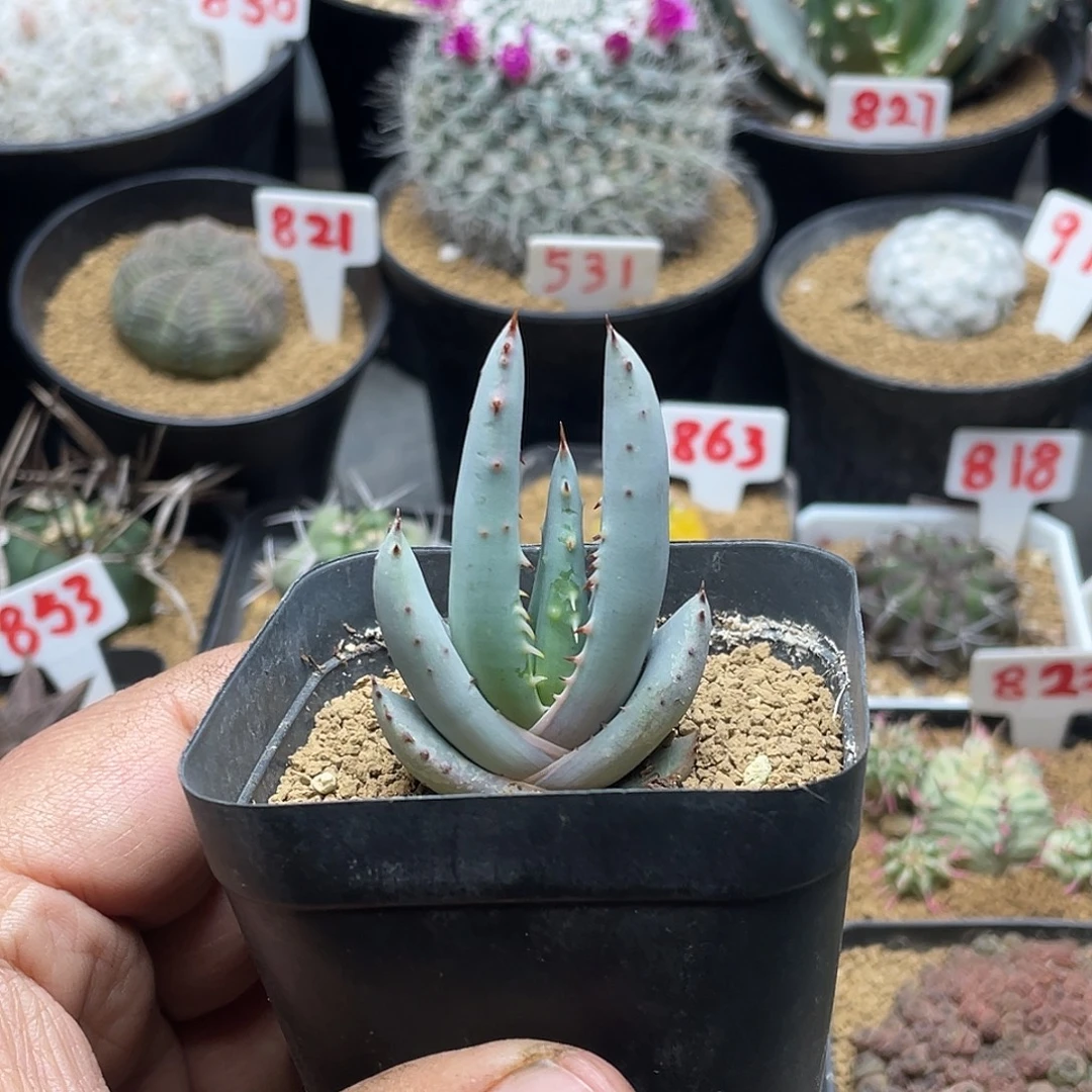 实生白肌柏加芦荟 带盆土包邮