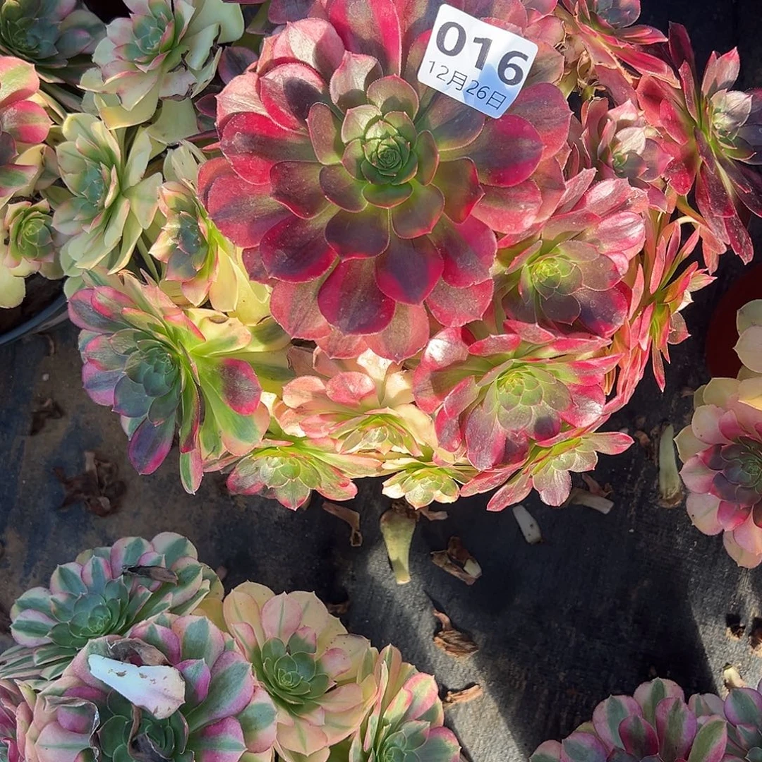 12.26-16雨荷多肉植物