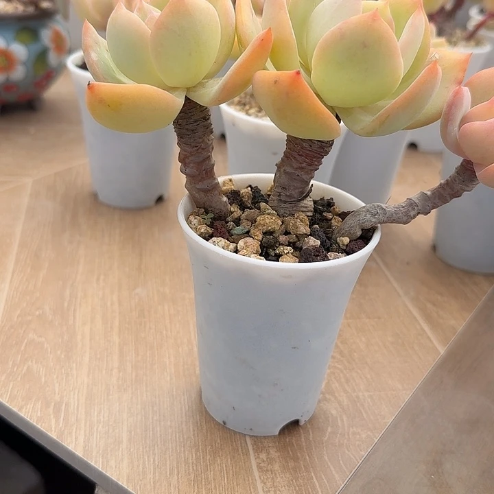 静***音白凤多肉植物一颗