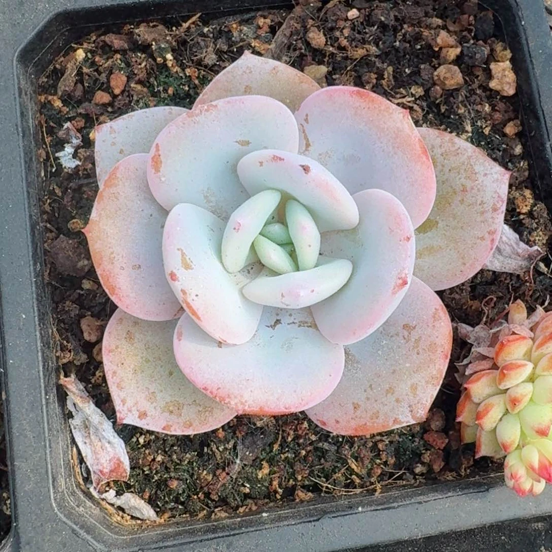 2207一物一拍（满28包邮