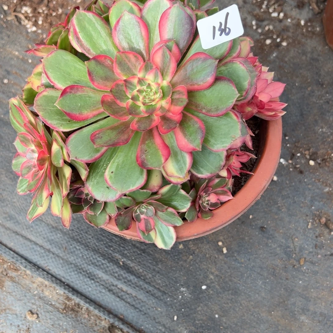 @***荷136黑魔锦有微瑕多肉多肉