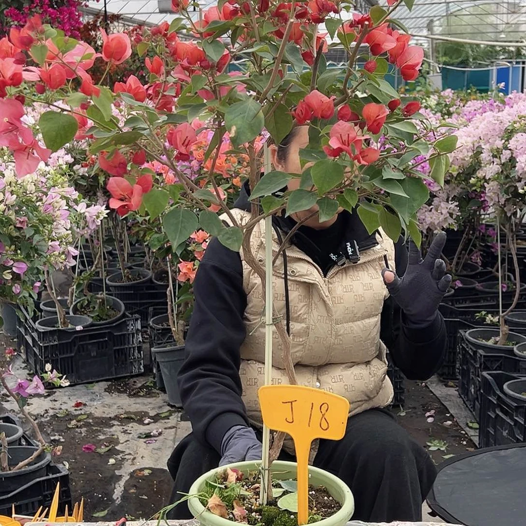 ****婷大部分花苞少量开放J18不甜西瓜