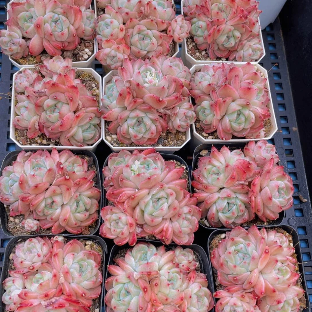 量拍40号 西施佳人大群生五头起一个带万象盆